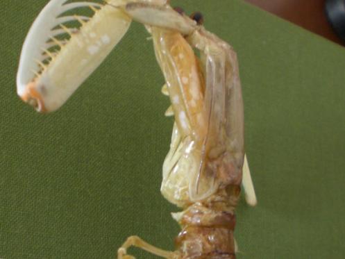 harpiosquilla harpax T.F.C. cephalon and TS 5-6.bmp